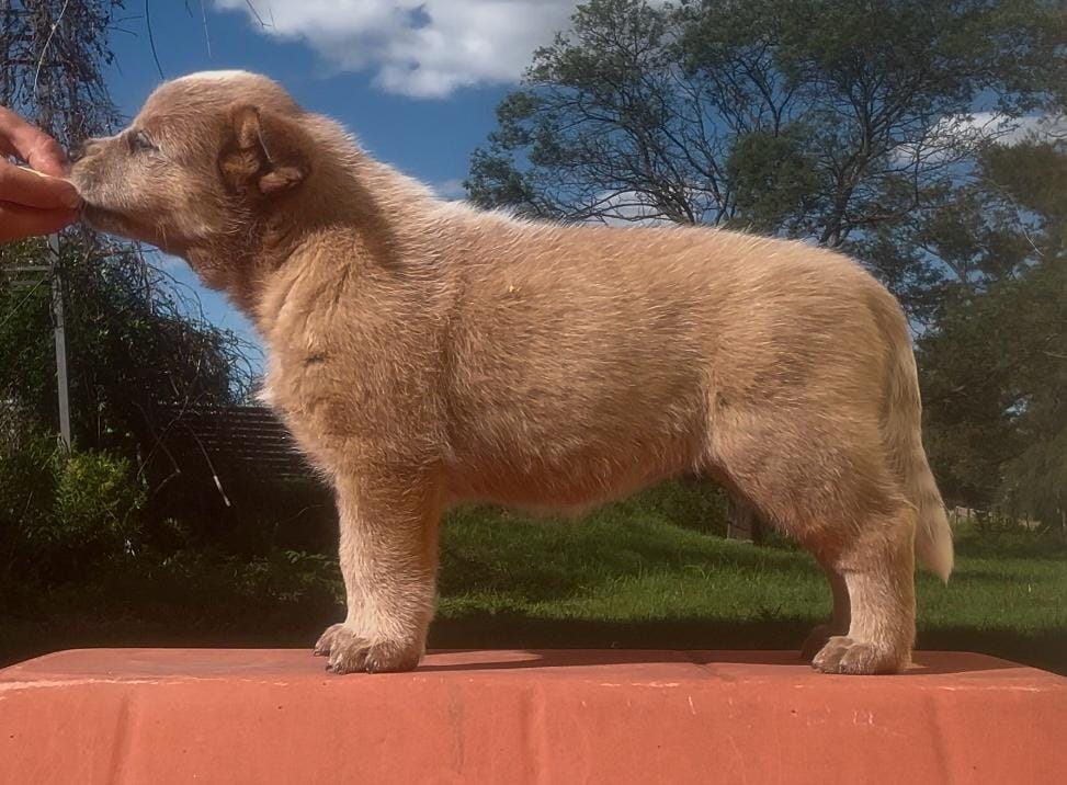 Macumba de los Troperos