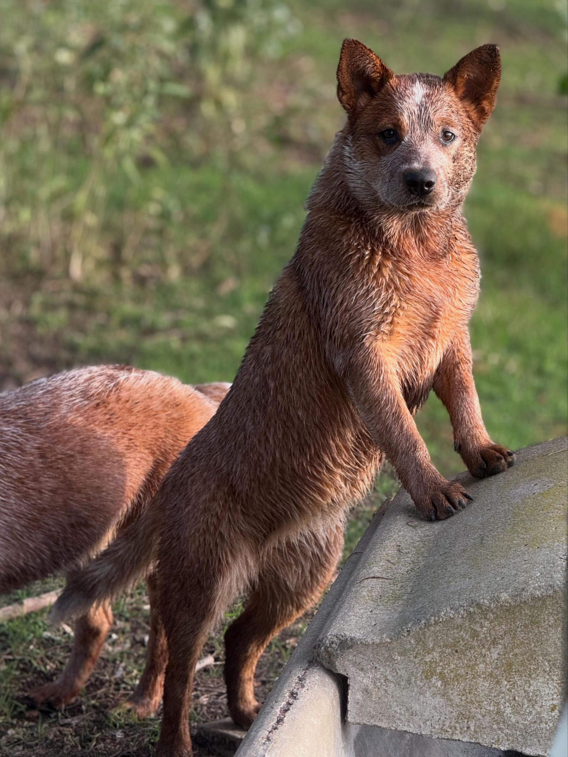 Macumba de los Troperos