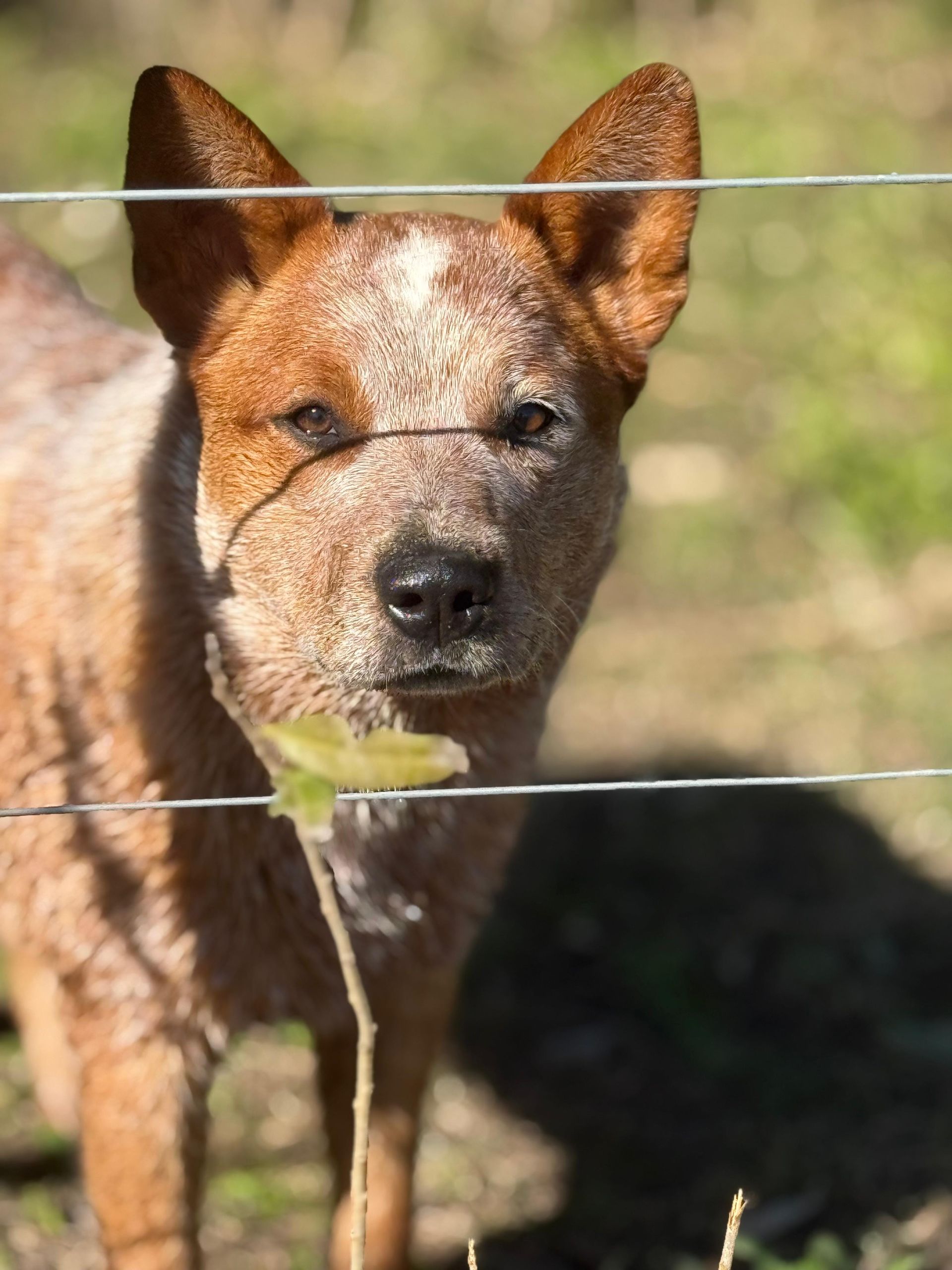 Macumba de los Troperos