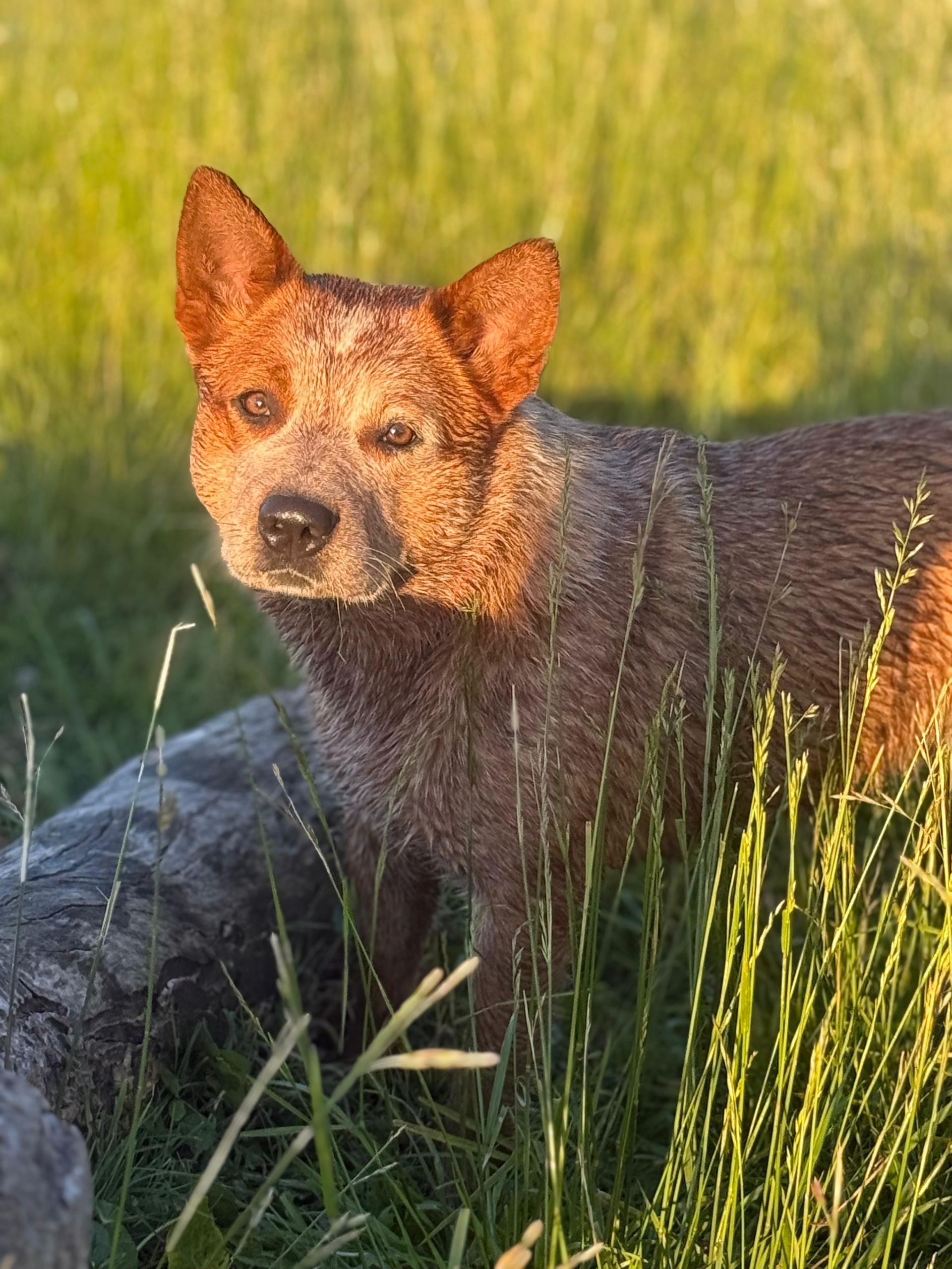 Macumba de los Troperos
