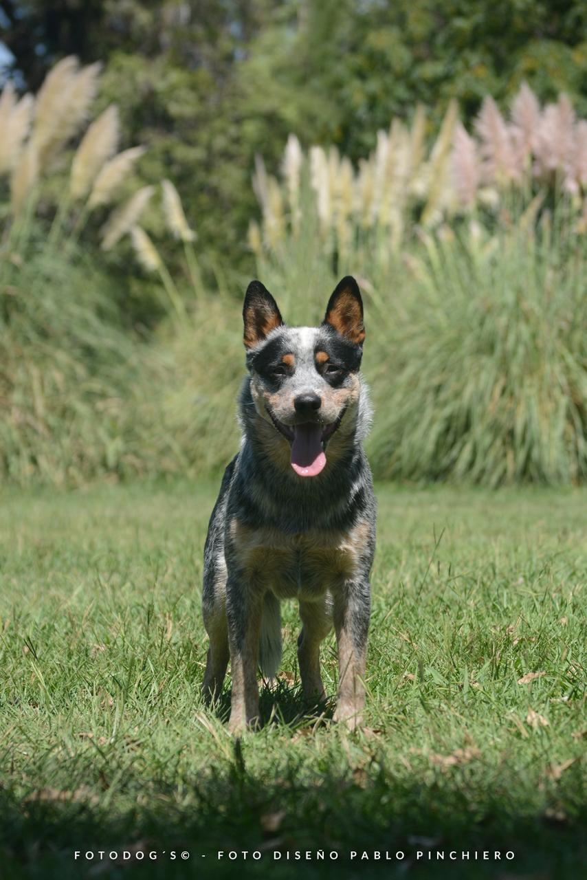 A Moment of Luck 'Mangangá'