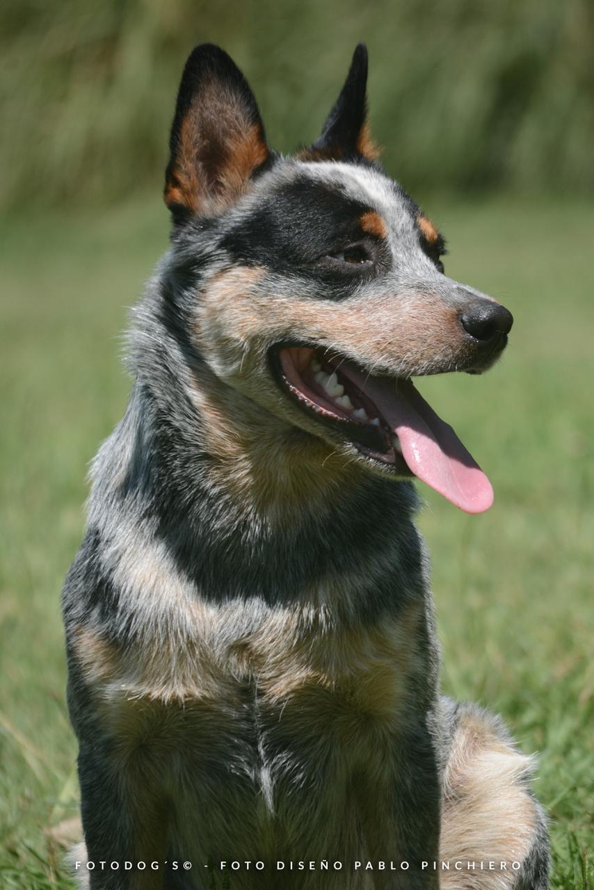 A Moment of Luck 'Mangangá'