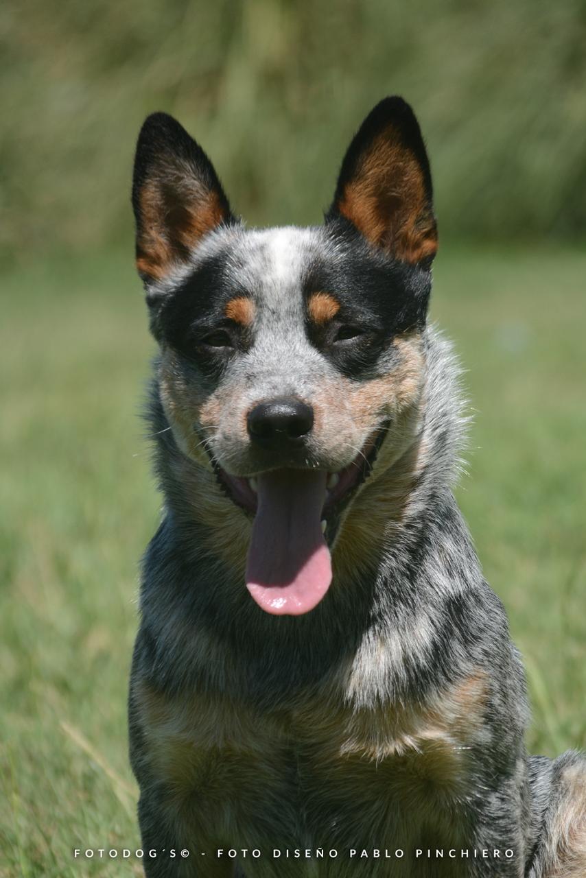 A Moment of Luck 'Mangangá'