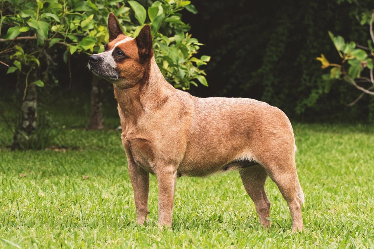 Lo Uni Diffindo 'Nuka'