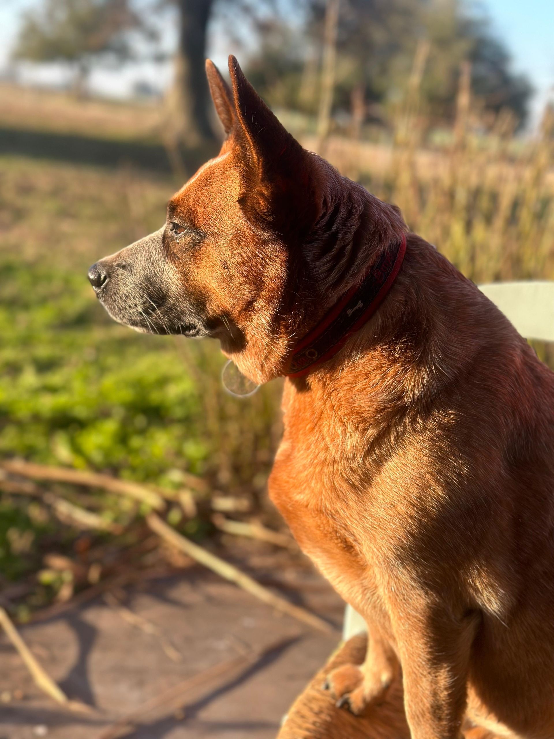 Lo Uni Diffindo 'Nuka'