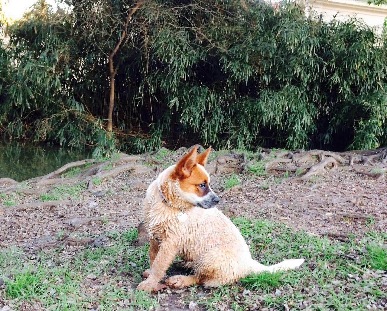 Lo Uni Diffindo 'Nuka'