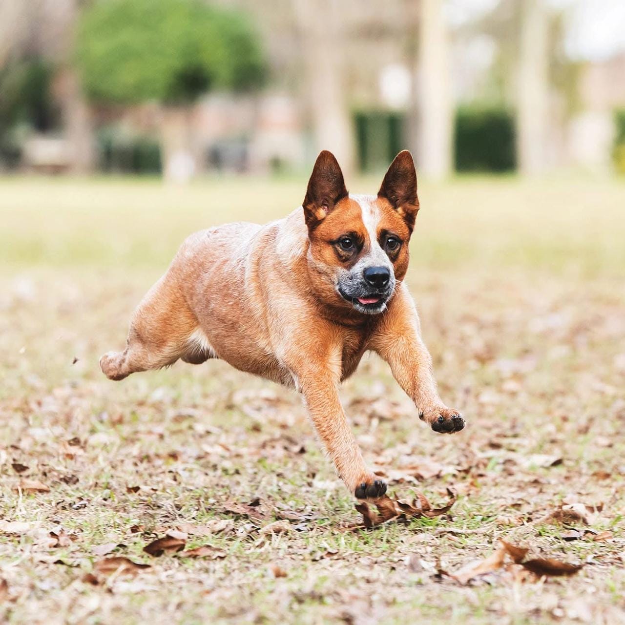 Lo Uni Diffindo 'Nuka'