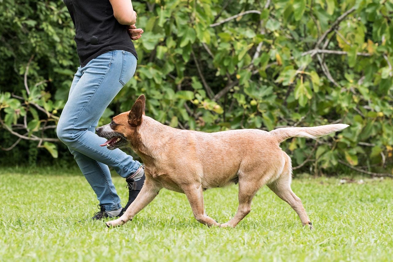 Lo Uni Diffindo 'Nuka'