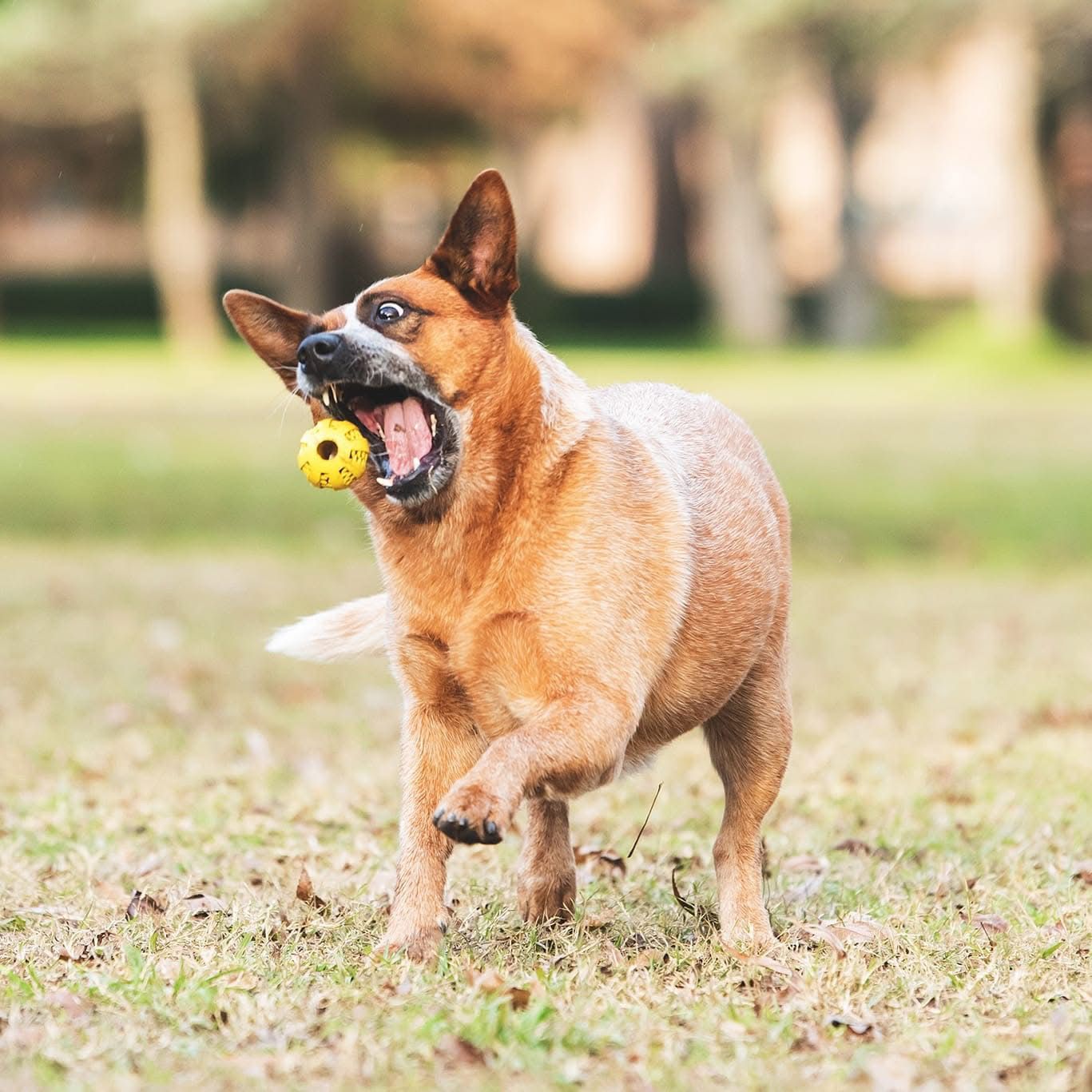 Lo Uni Diffindo 'Nuka'