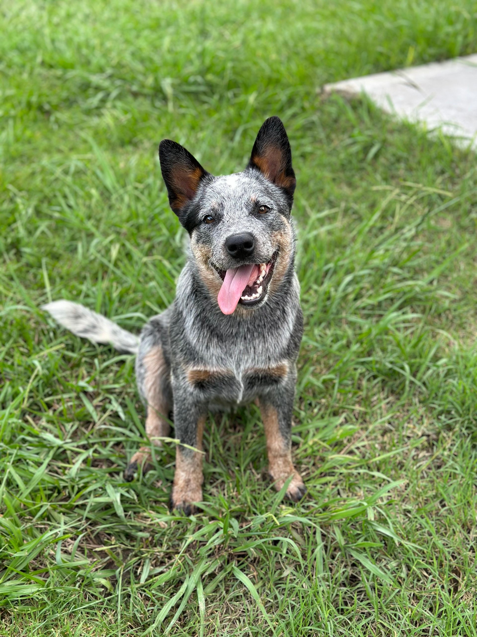 Taura de los Troperos