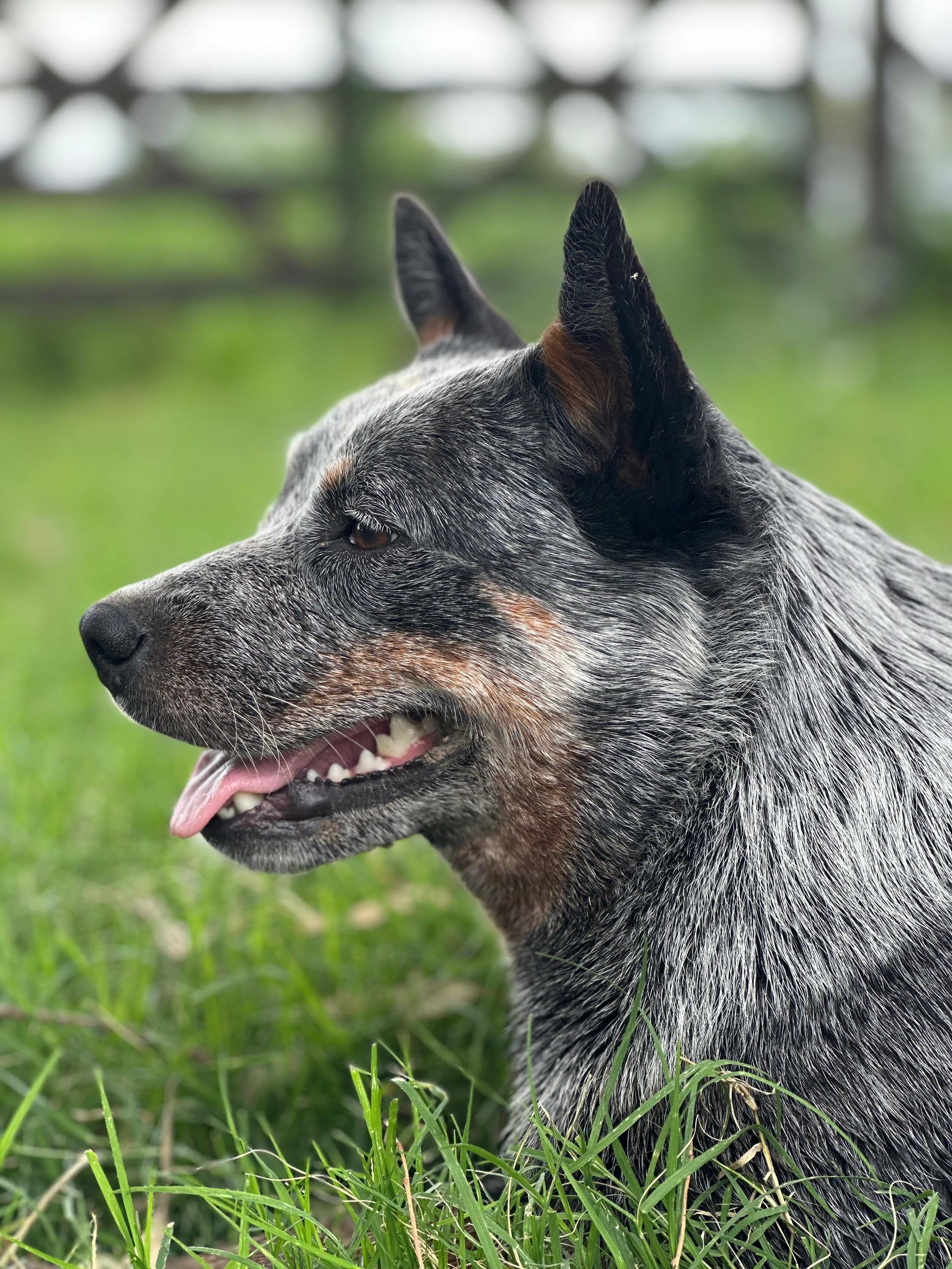 Taura de los Troperos