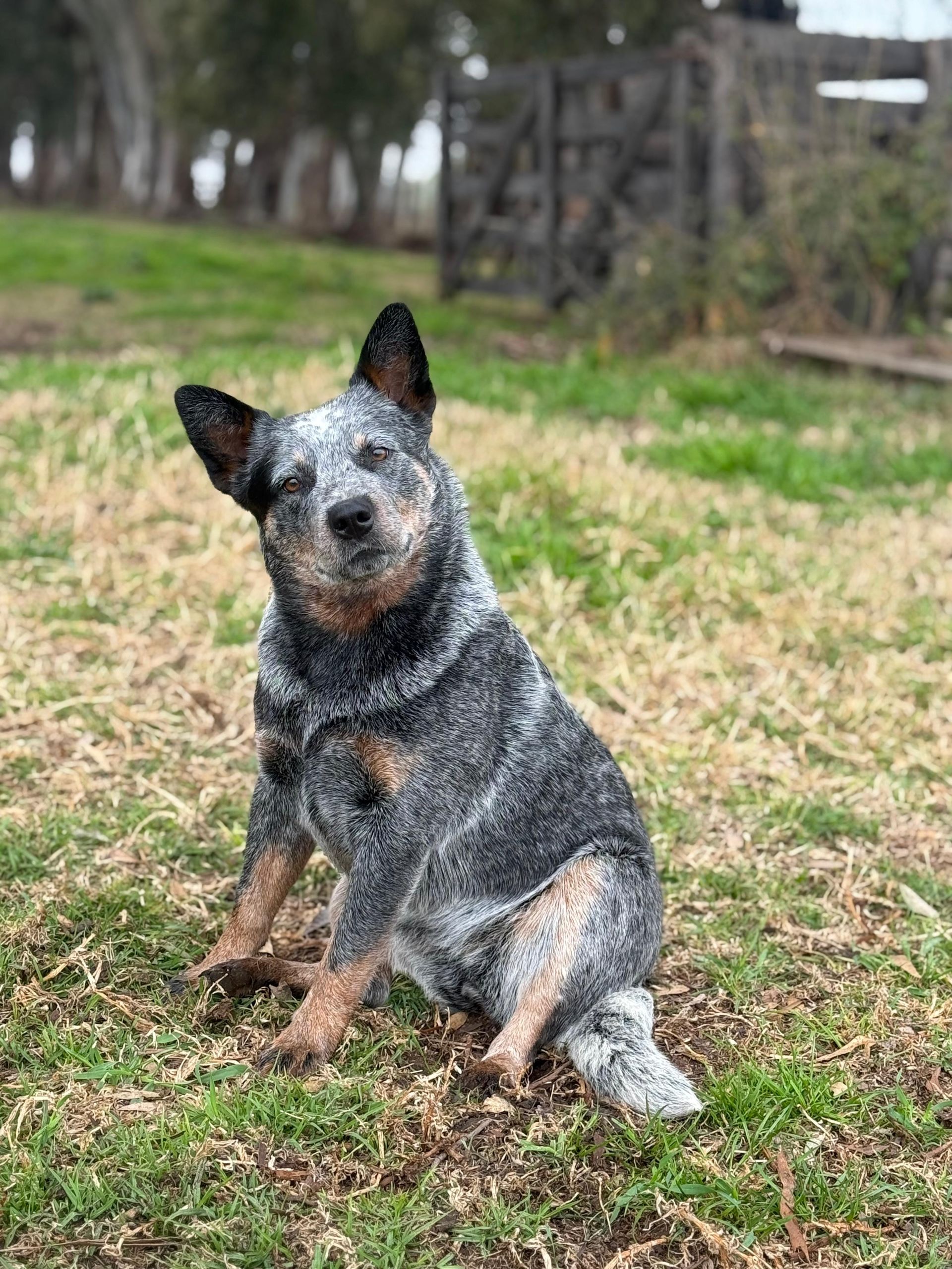 Taura de los Troperos