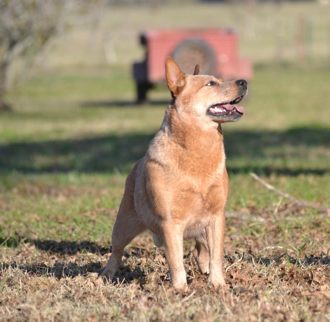 Yapa de los Troperos