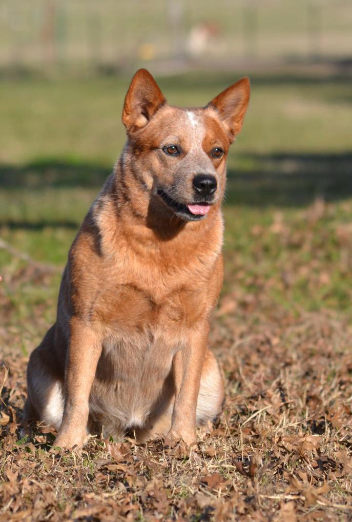 Yapa de los Troperos