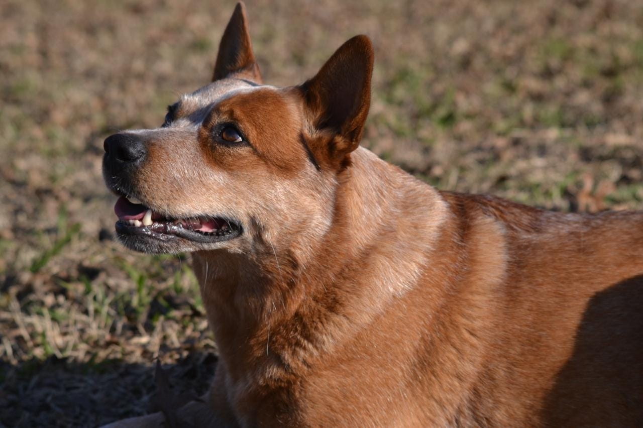 Yapa de los Troperos