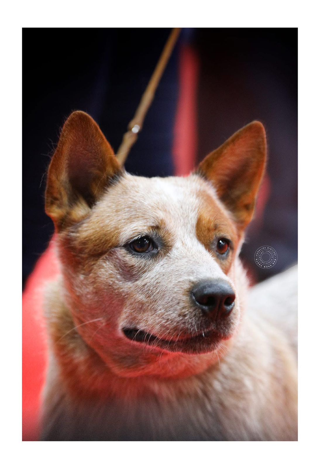 Yapa de los Troperos