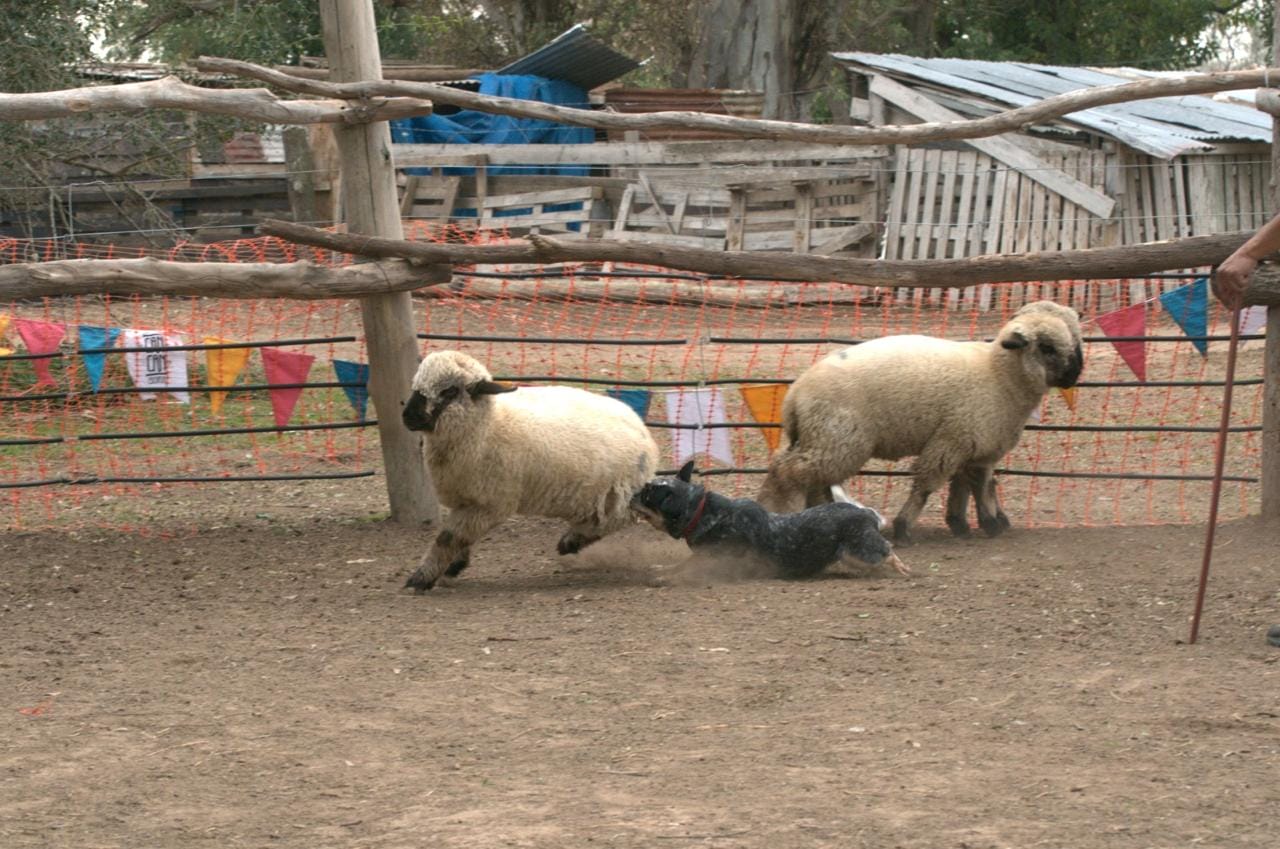 Blue heeler arreando ovejas en corral