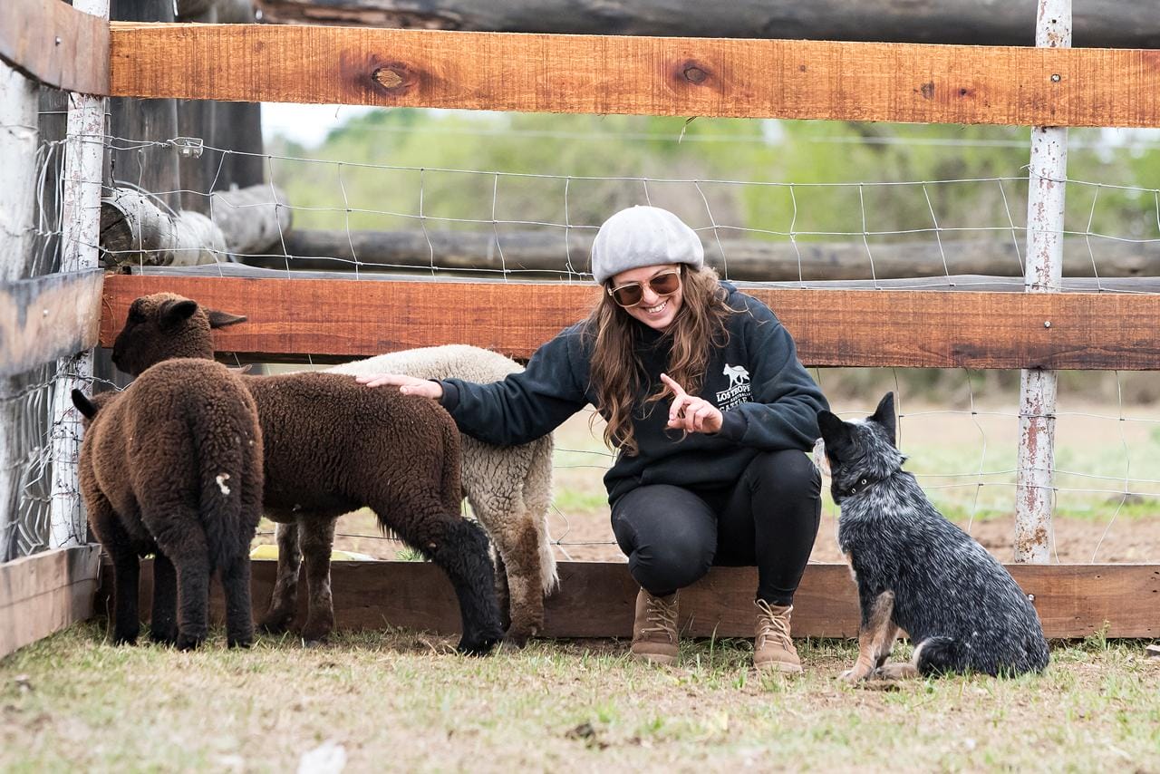 Blue heeler con corderos y dueña en corral