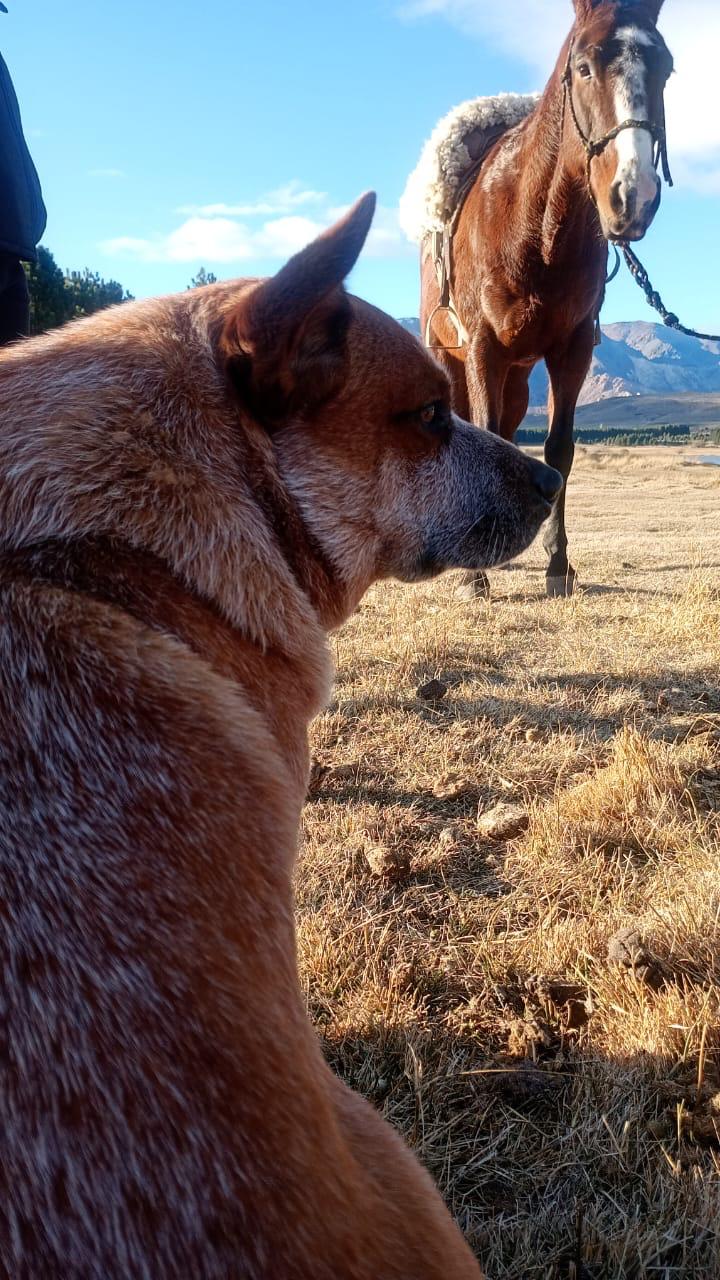 Interacción caballo y perro