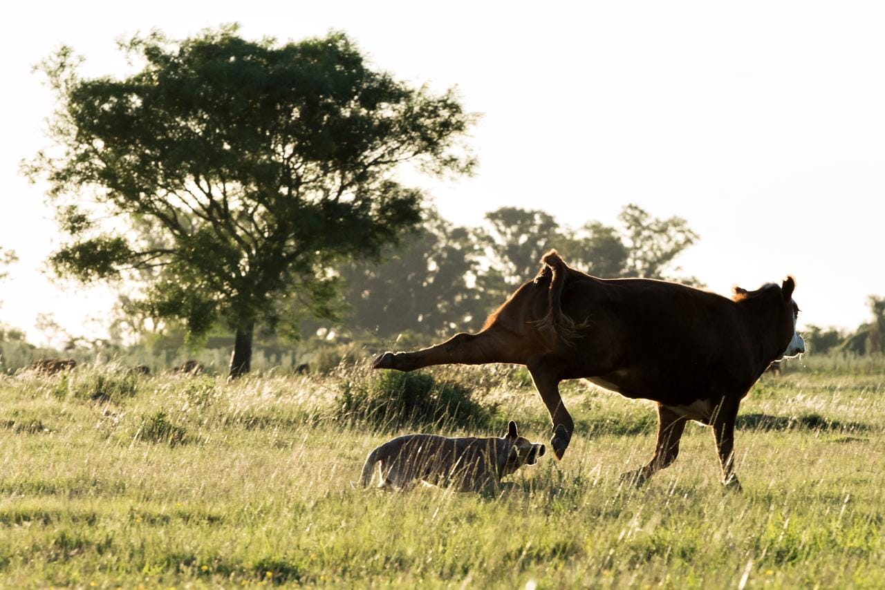 Escándalo prueba de granja 01