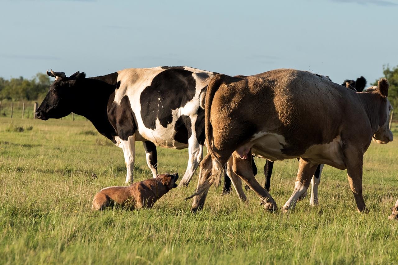 Escándalo prueba de granja 03