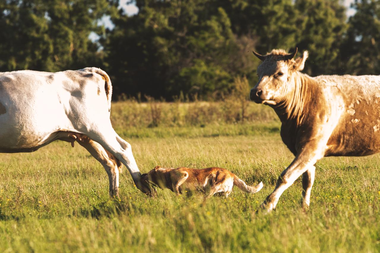 Escándalo prueba de granja 05