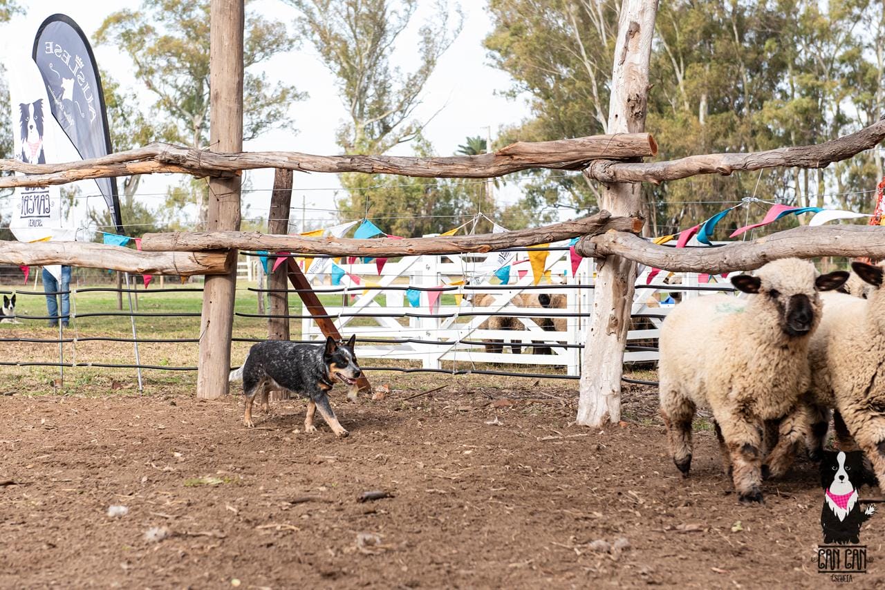 Escándalo prueba de granja 08