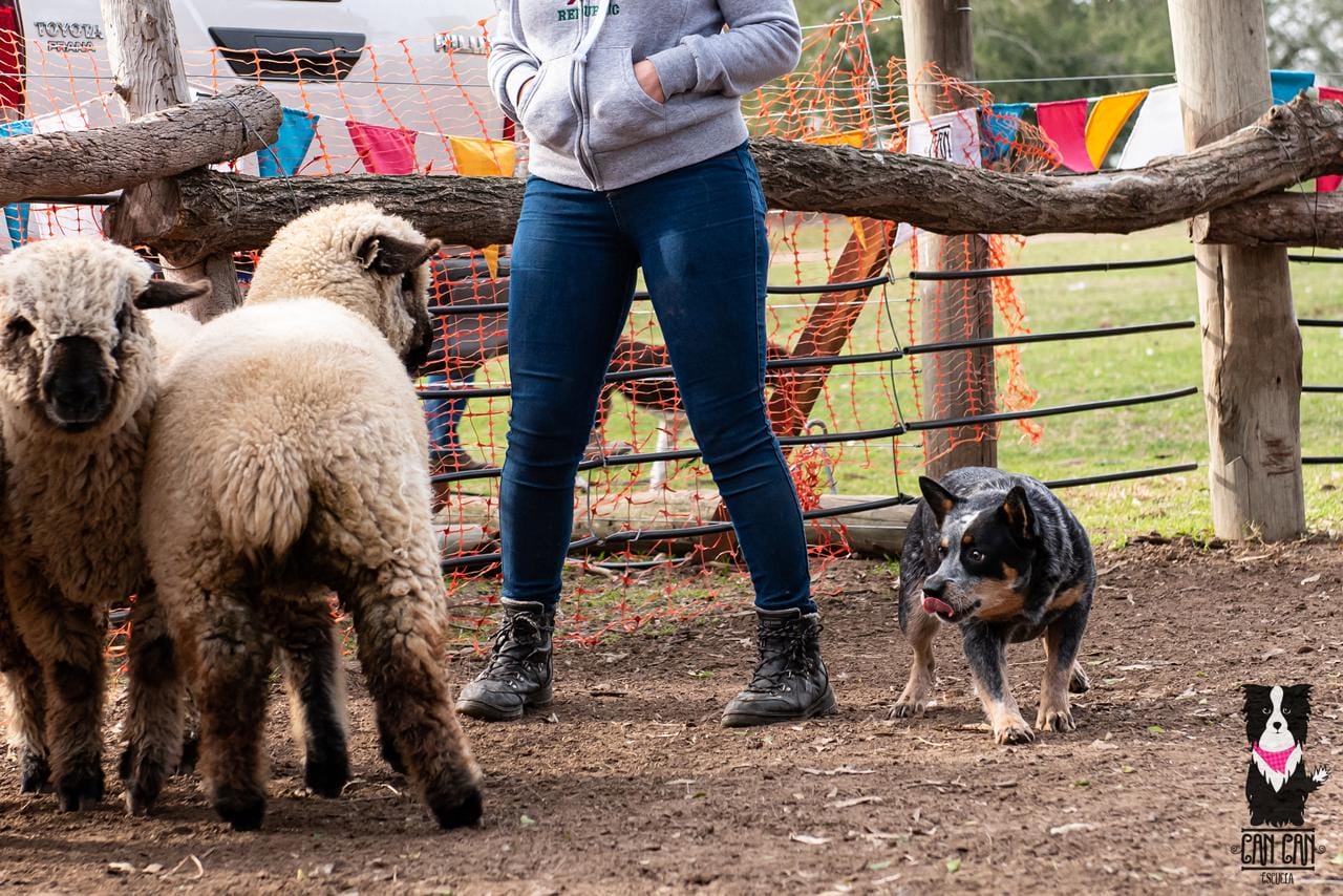 Escándalo prueba de granja 09