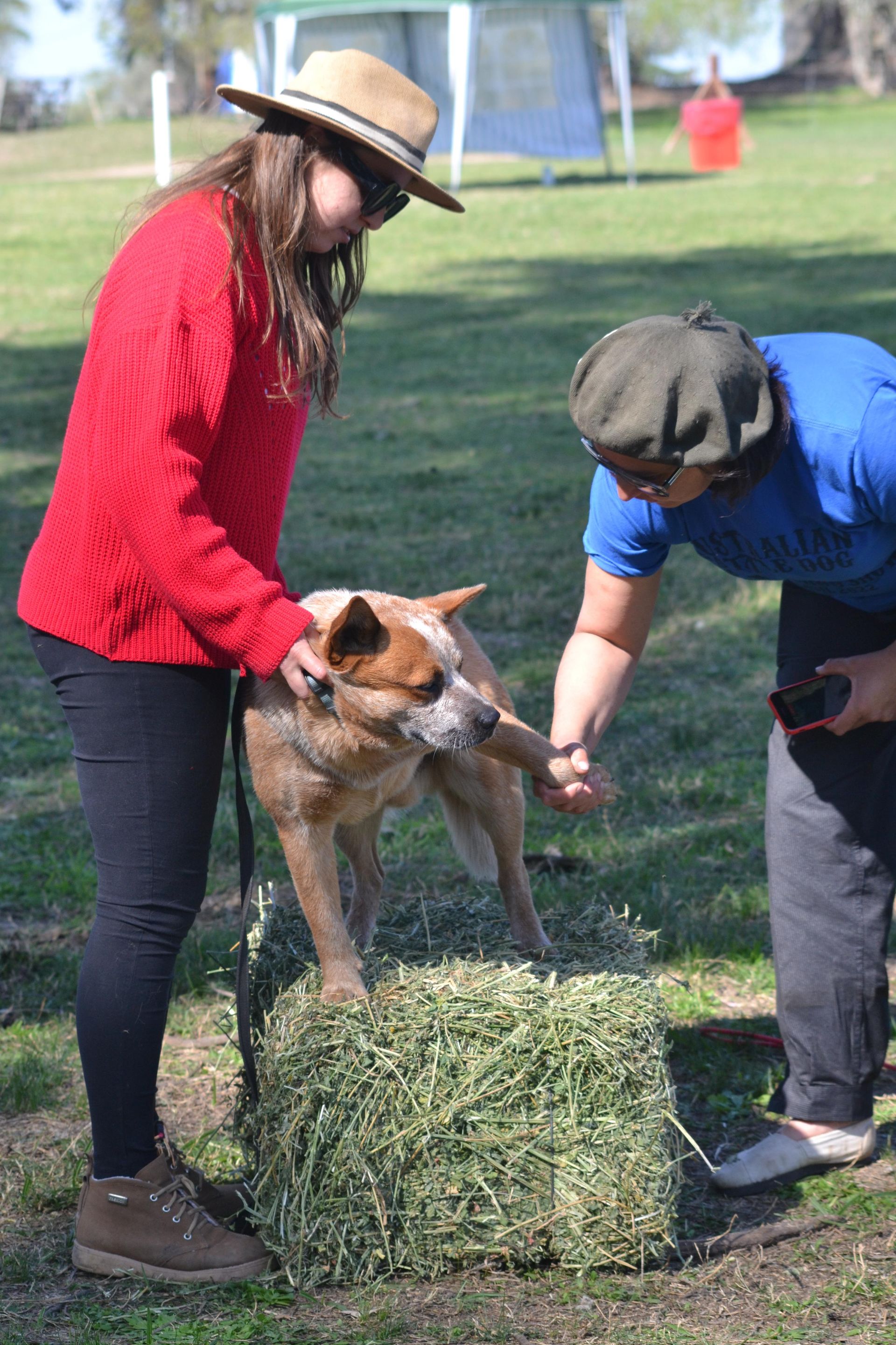 Escándalo prueba de granja 15