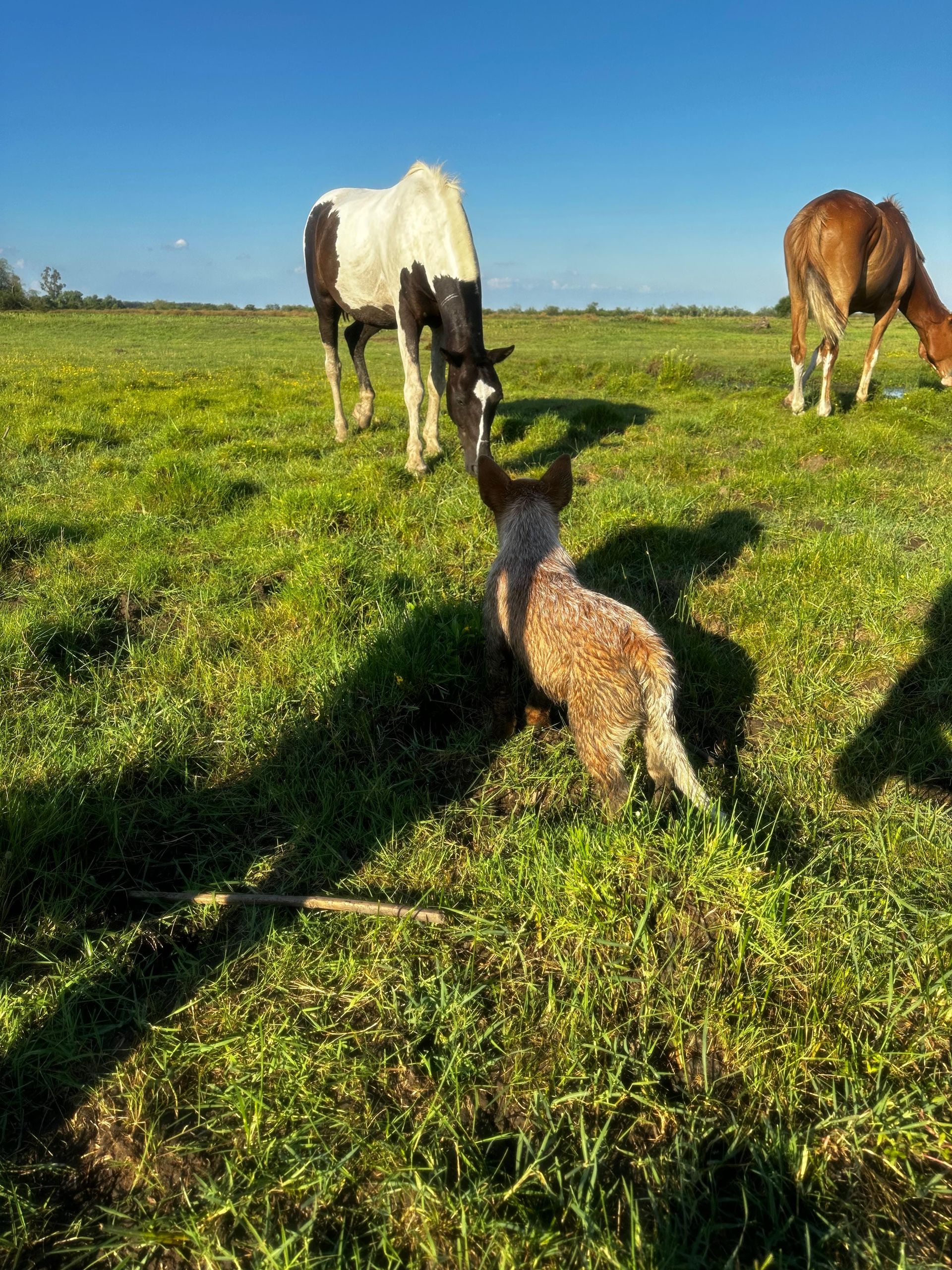 Escándalo prueba de granja 16