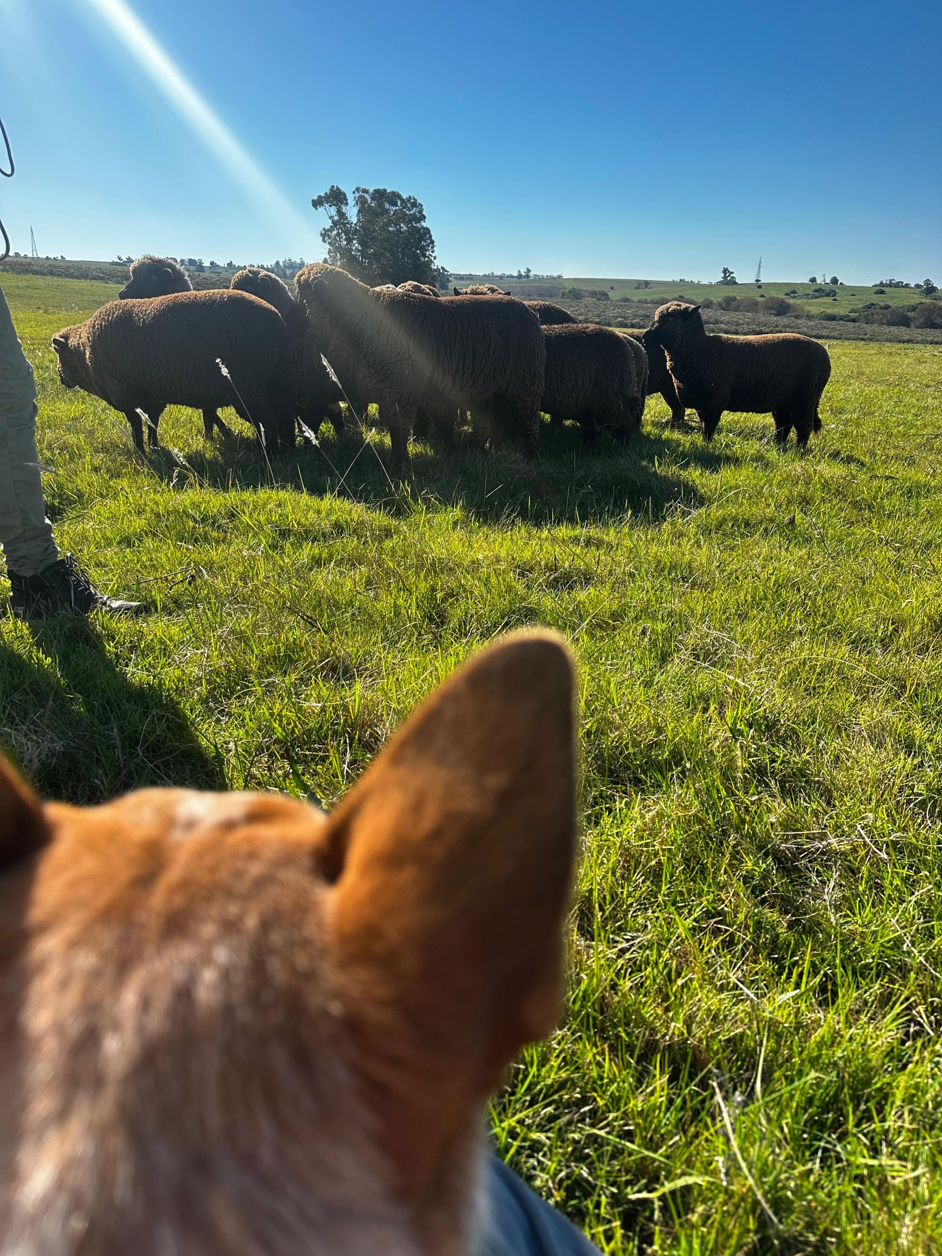 Escándalo prueba de granja 17