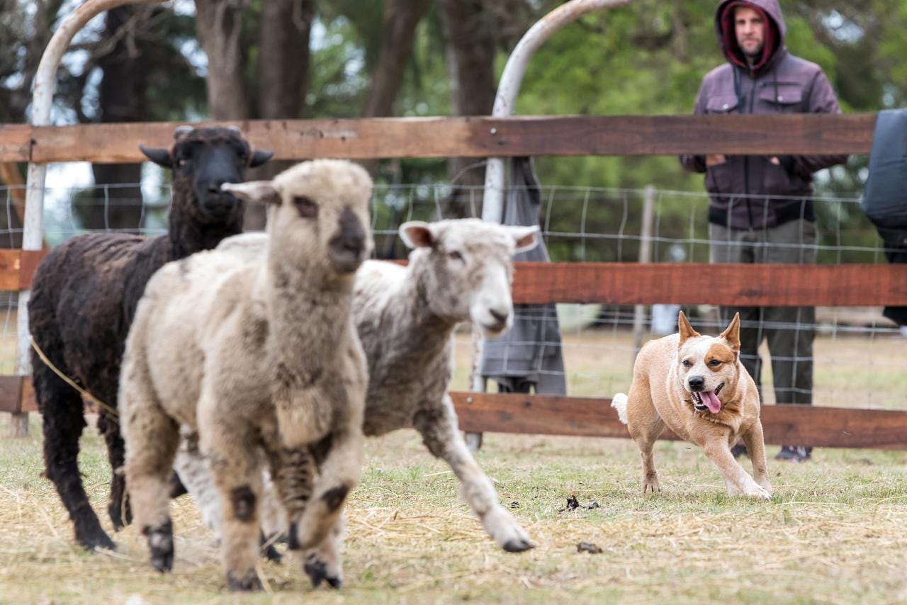 Red heeler arreando ovejas en corral